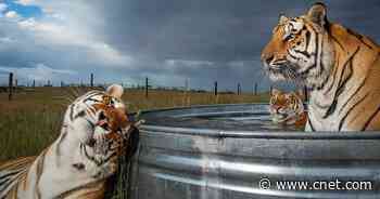 Image of tree-hugging Russian tiger tops wildlife photography winners     - CNET