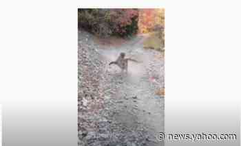 Did a cougar ‘stalk’ a hiker in viral Utah video? Here’s what experts say happened
