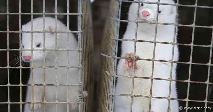 Utah Animal Rights Coalition calls on governor to shut down mink farms amid COVID-19 outbreaks
