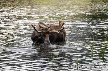 Hunting tourism down this year