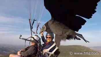 Vulture Catches a Ride with Paragliders Above Spanish Mountains
