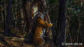 An Amur tiger hugging a tree and other images from this year's Wildlife Photographer of the Year competition