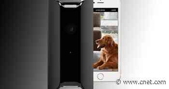 Get a Canary home security cam for $49 plus home-delivery pet food for 50% off     - CNET