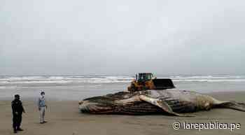 Lambayeque: entierran en playa de Mórrope a ballena jorobada encontraba muerta - LaRepública.pe
