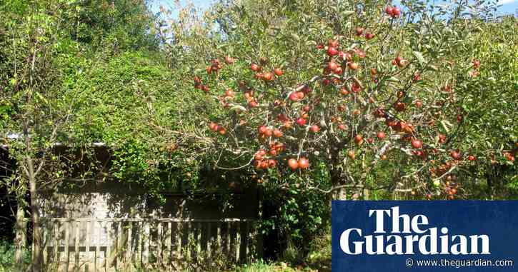 Country diary: the orchard is fragrant with fallen fruit