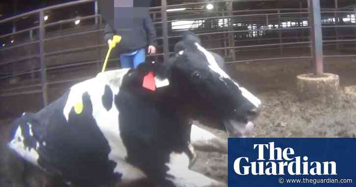 Alleged animal abuse in US dairy sector under investigation