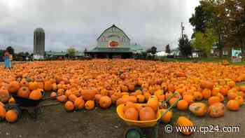 Toronto-area farm removes popular pumpkin patch for first time in 30 years due to COVID-19 - CP24 Toronto's Breaking News