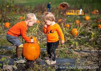Pumpkin patches thriving as people seek outdoor activities