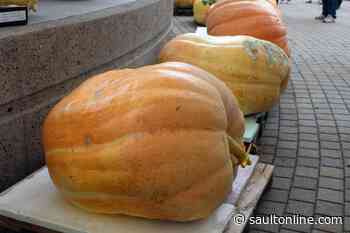 3rd Annual Pumpkin Rescue