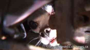 Small dog rescued from underneath car on Toronto highway