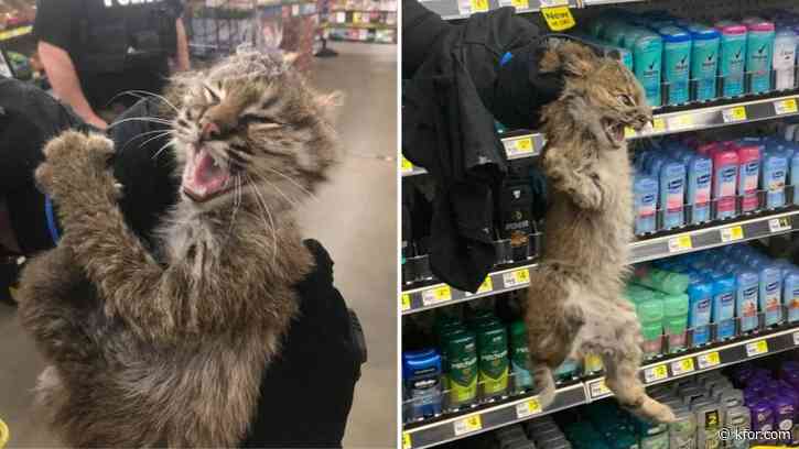 Bobcat apprehended while 'shopping' in Kentucky Dollar General