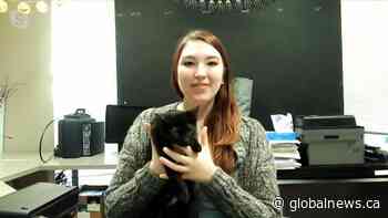 Adopt a Pet: Iron Man the kitten