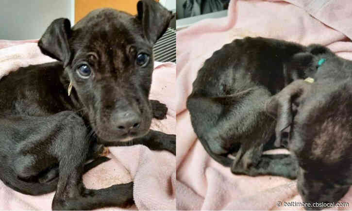 8-Week-Old Emaciated Puppy Needs Your Help, BARCS Asking For Donations