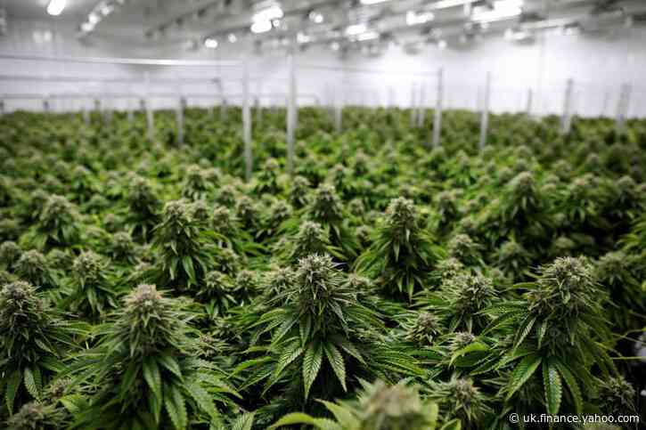 Cannabis companies, betting on a Biden win, ready IPOs