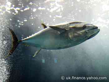 Tesco and Princes reduce catch of yellowfin tuna after warning Indian Ocean stocks now at ‘critical’ level