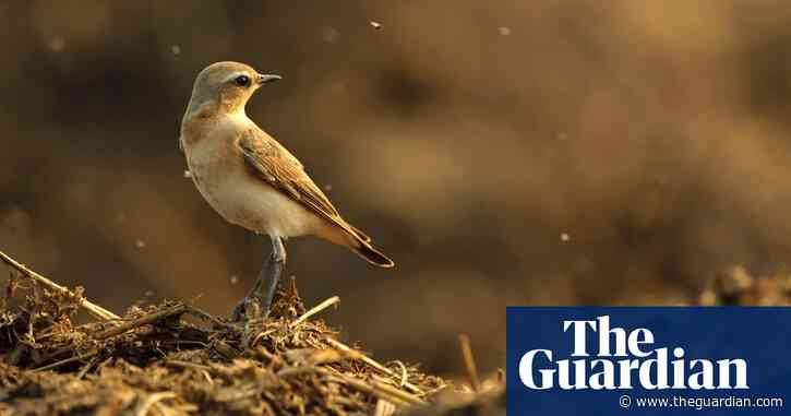 'An alarmingly familiar picture': UK on course to miss most biodiversity targets