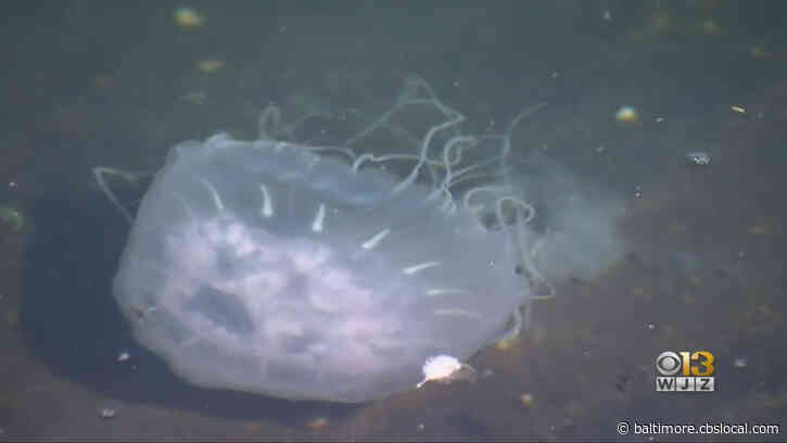 Noticed A Lot Of Jellyfish In The Inner Harbor Lately? There’s A Reason Why