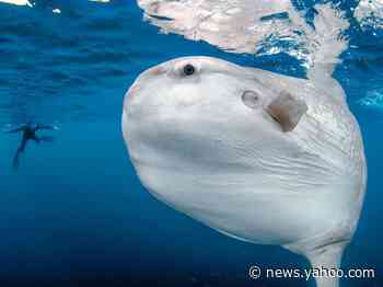 A giant fish has been swimming near a Massachusetts town and police want people to stop calling 911 about it