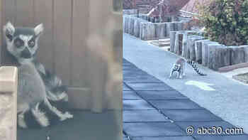 5-year-old finds rare lemur that went missing from San Francisco Zoo