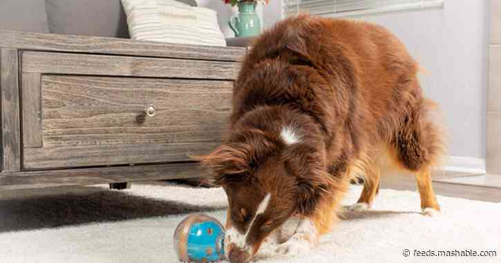 Best gifts for pet parents: Great gift ideas for dog and cat owners