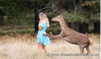 Royal Park Police warns that park deer aren't "Bambi"