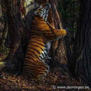 Van een tijger die een boom ‘omhelst’ tot een kauwende vos: de mooiste natuurfoto’s van het jaar