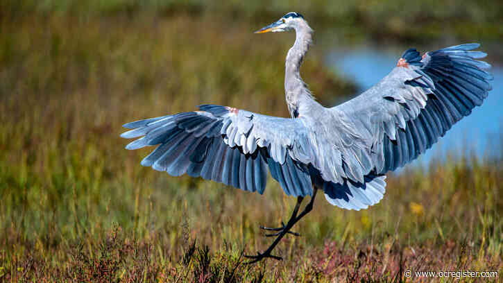 Huntington Beach wetlands continue to expand, following decades of degradation