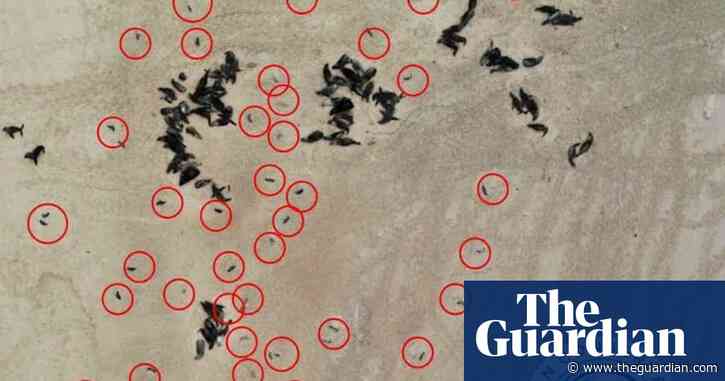 Estimated 5,000 Cape fur seal foetuses spotted on Namibian coast