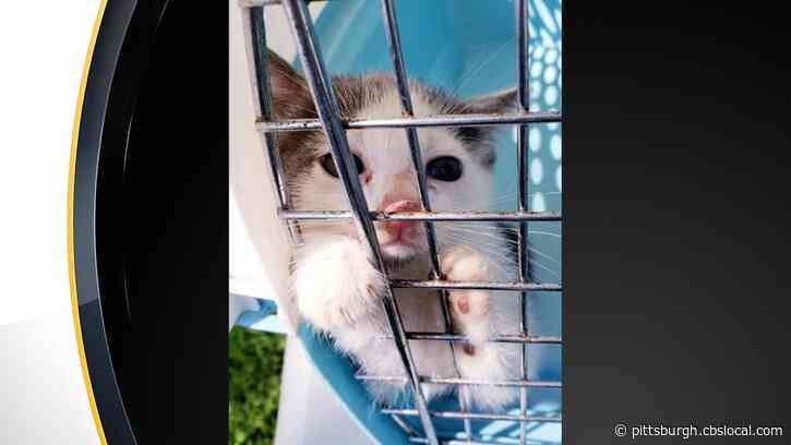 Over 70 Cats Removed From North Huntingdon Home, Man Facing Felony Animal Cruelty And Torture Charges
