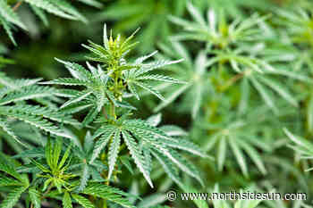 Editorial: Medical marijuana confusion - Northside Sun