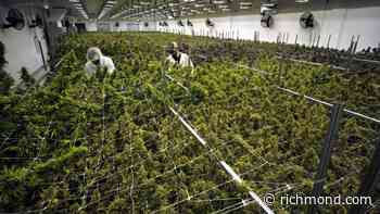 Richmond’s first licensed medical marijuana production facility set to open first dispensary - Richmond.com