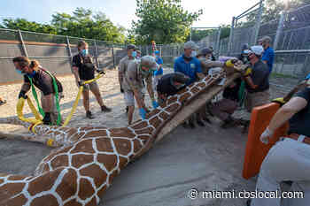 Miami Proud: Risky & Complex Medical Procedure On Pongo The Giraffe Is First For Zoo Miami - CBS Miami