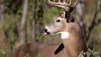 Chronic wasting disease detected in deer in Houston County - KTTC