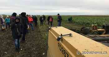 Beet growers host annual harvest tour to encourage Albertans to support local