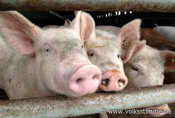 Genthin/Burg: Schweine stauen sich im Stall - Volksstimme