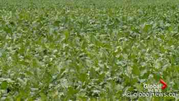 Alberta Sugar Beet Growers host 2020 harvest tour