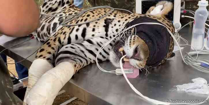 Wildfires have killed an estimated 600 jaguars in Brazil's Pantanal wetlands. Vets are using stem cells to treat injured cats.