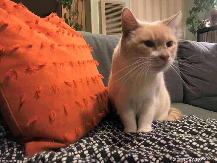 19 things that will help your new cat feel at home, according to cat rescuers and a veterinarian