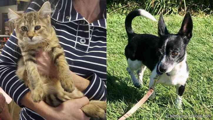 Furry Tails: Marco & Gizmo Are Waiting For Forever Homes