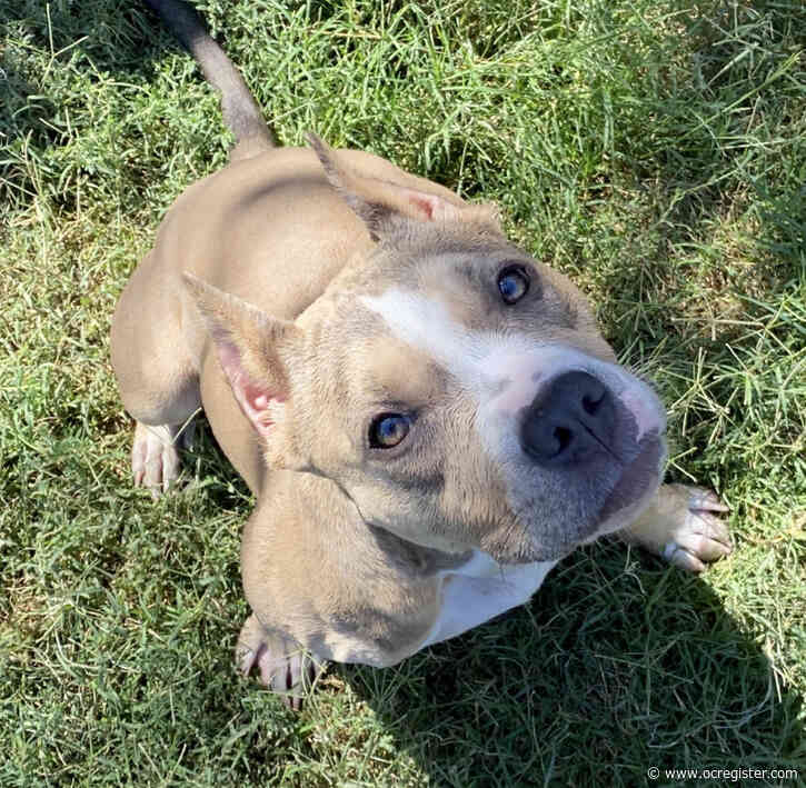 American bully girl Gypsi needs a special home