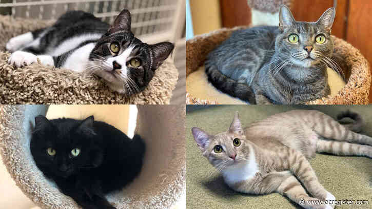 $20 will buy you kitty love at Mission Viejo Animal Services Center