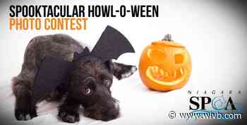 Niagara SPCA hosting Halloween pet photo contest