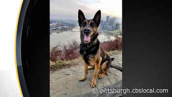 Port Authority Police Mourning The Loss Of K9 Officer Arko