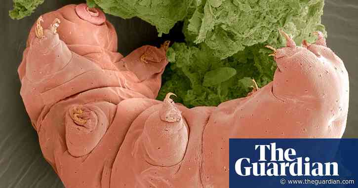 The tardigrade in the ice hole: how extreme life finds a way in the Arctic
