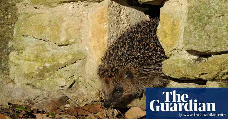 Prickly business: the hedgehog highway that knits a village together