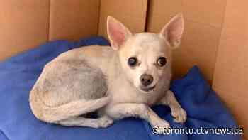 Small dog rescued from underneath car on Toronto highway - CTV Toronto