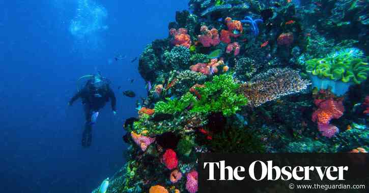 Why there is hope that the world's coral reefs can be saved