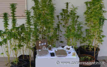 Sul terrazzo dieci piante di "erba", nel frigo e in casa quasi 800 grammi di droga: 24enne nei guai - Corriere Salentino