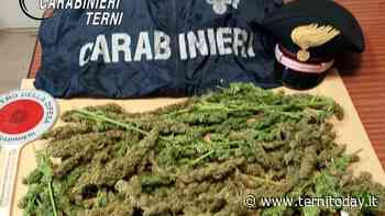 Più di mezzo chilo d’erba in casa, si giustificano: “Uso personale”, ma finiscono nei guai - TerniToday