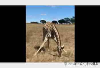 Per le giraffe mangiare l'erba di un prato o bere acqua è una vera impresa: ecco come fanno - Tiscali.it